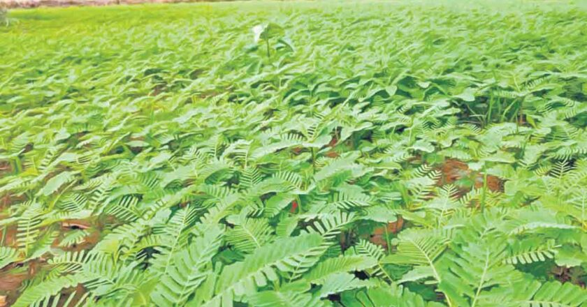 స‌బ్సిడీపై ప‌చ్చిరొట్ట విత్త‌నాలు – Jeeluga seeds