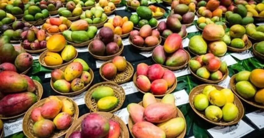 Mango Festival 2025 : గిరిజన రైతుల ఆధ్వర్యంలో మామిడి పండుగ